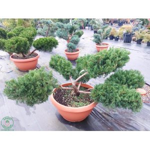 Borievka prostredná (Juniperus x Media) ´PFITZERIANA AUREA´- výška 60-80 cm, kont. C90L - BONSAJ - DECO MISA